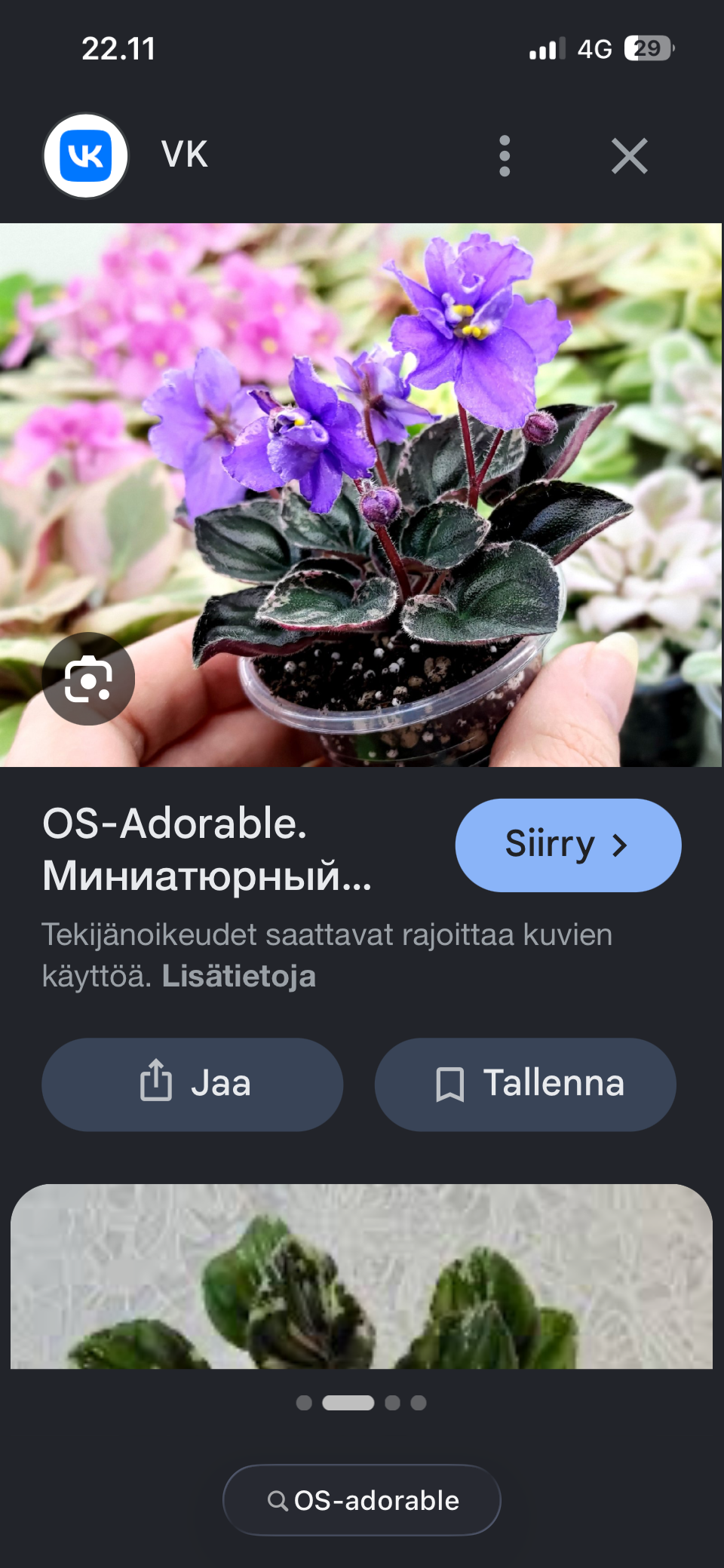 Saintpaulia OS-Adorable (lehtipistokas)