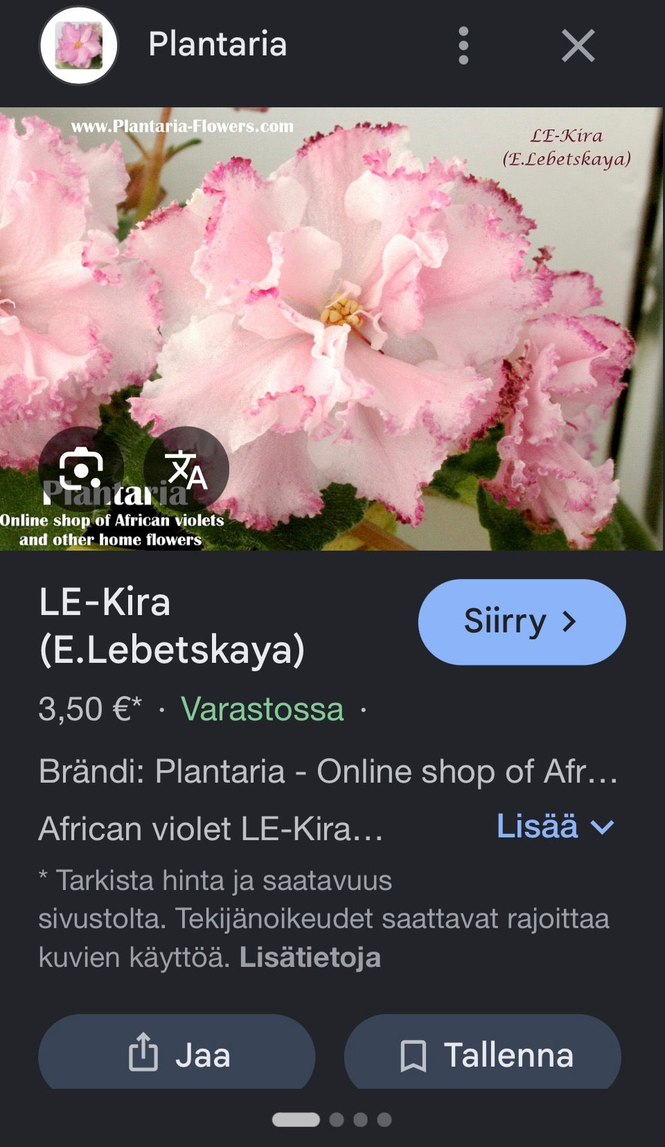 Saintpaulia LE-Kira (pikkutaimi)