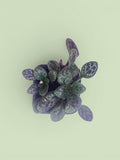 Primulina yungfuensis (pikkutaimet)